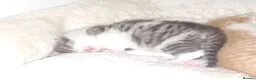 Mixed Breed cats for sale: 2 Playful Mixed kittens in Harrow - Advert 5