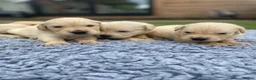 Golden Retriever dogs for sale: 🤍Cream / Platinum Golden Retriever Pups 🤍 - Advert 13
