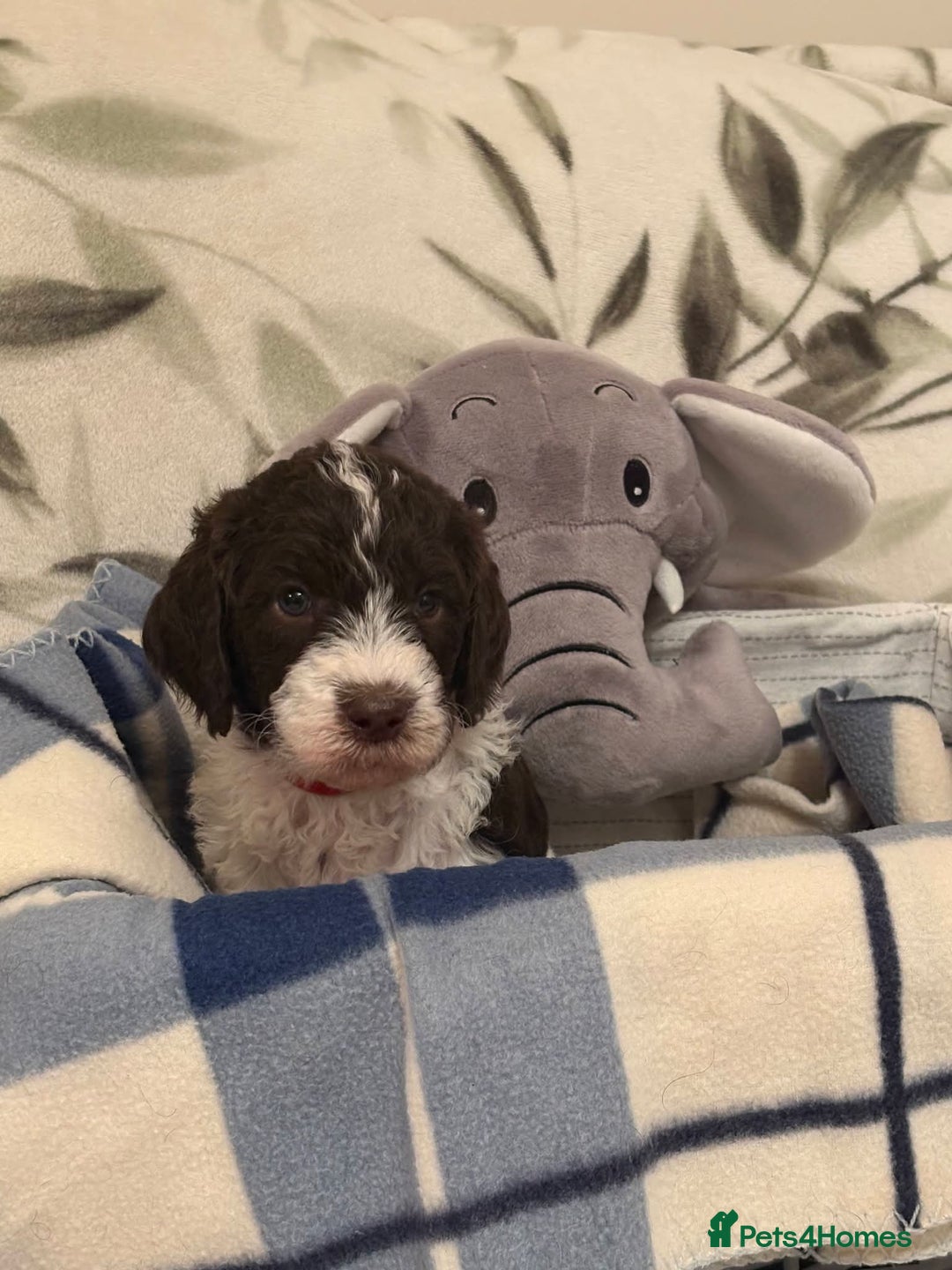 Labradoodle dogs for sale: Lovable F3B Parti Labeadoodle Puppies  - Advert 13