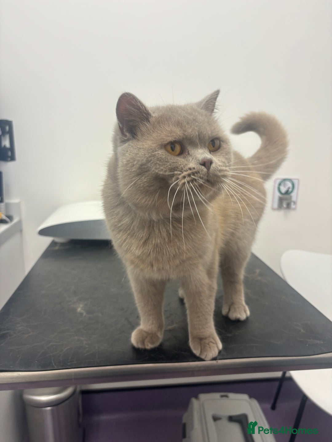 British Shorthair cats for stud: British shorthair proven stud - Advert 3