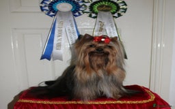 Yorkshire Terrier dogs for sale: Last female Yorkshire Terrier puppy left - Image 22