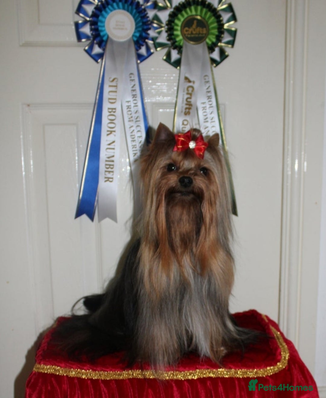 Yorkshire Terrier dogs for sale: Last female Yorkshire Terrier puppy left - Image 22