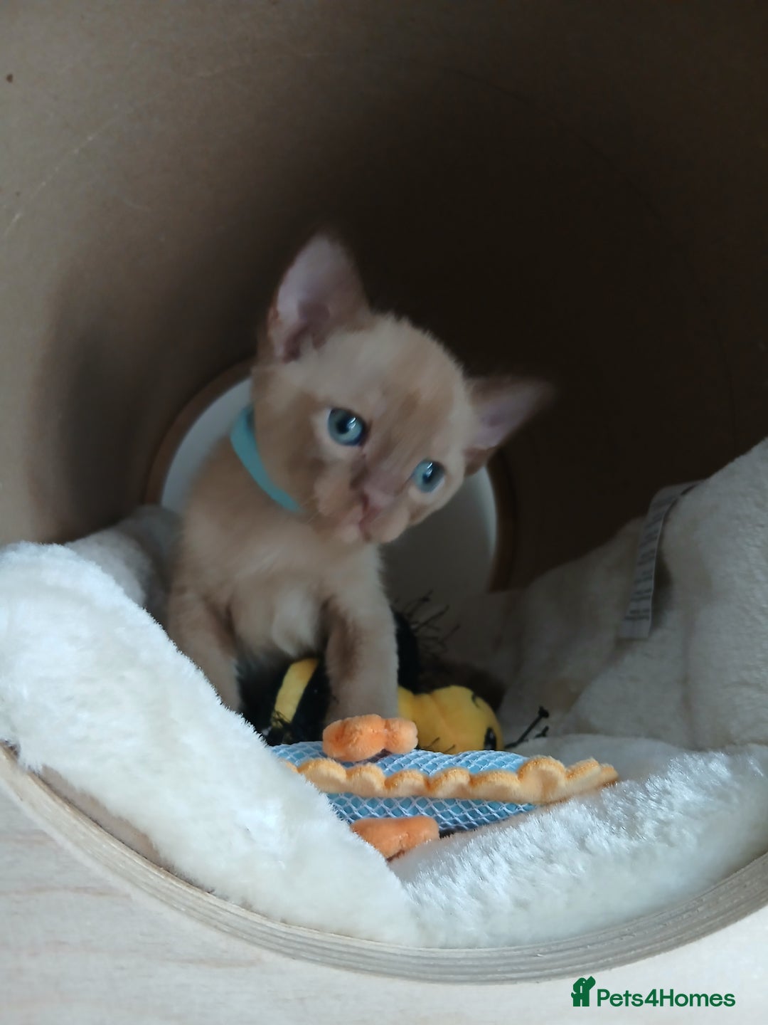 Burmese cats for sale: GCCF Reg. Burmese Kittens  - Image 6