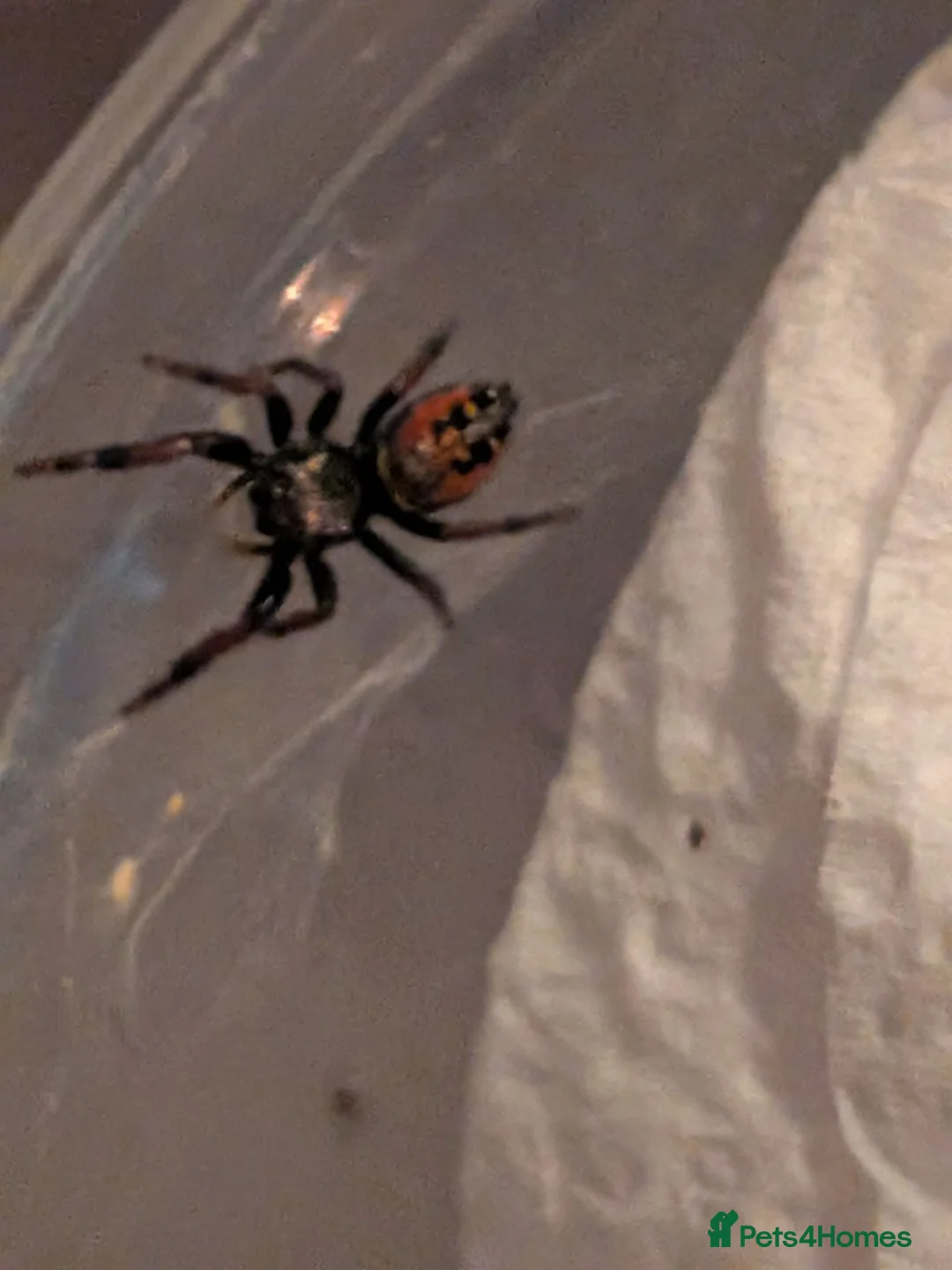 Spiders invertebrates for sale: Phiddipus carneus  - Advert 2