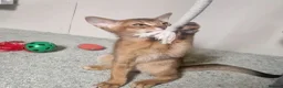 Abyssinian cats for sale: Gorgeous Abyssinian Kittens Ready Now - Advert 7