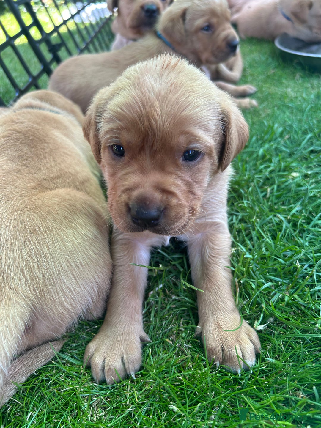 Labrador Retriever dogs for sale: Fox red Labradors for sale  - Image 3