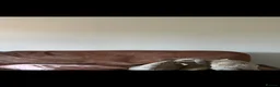 Mini Lop rabbits for sale: 2 beautiful mini lop female rabbits in Mansfield - Advert 2