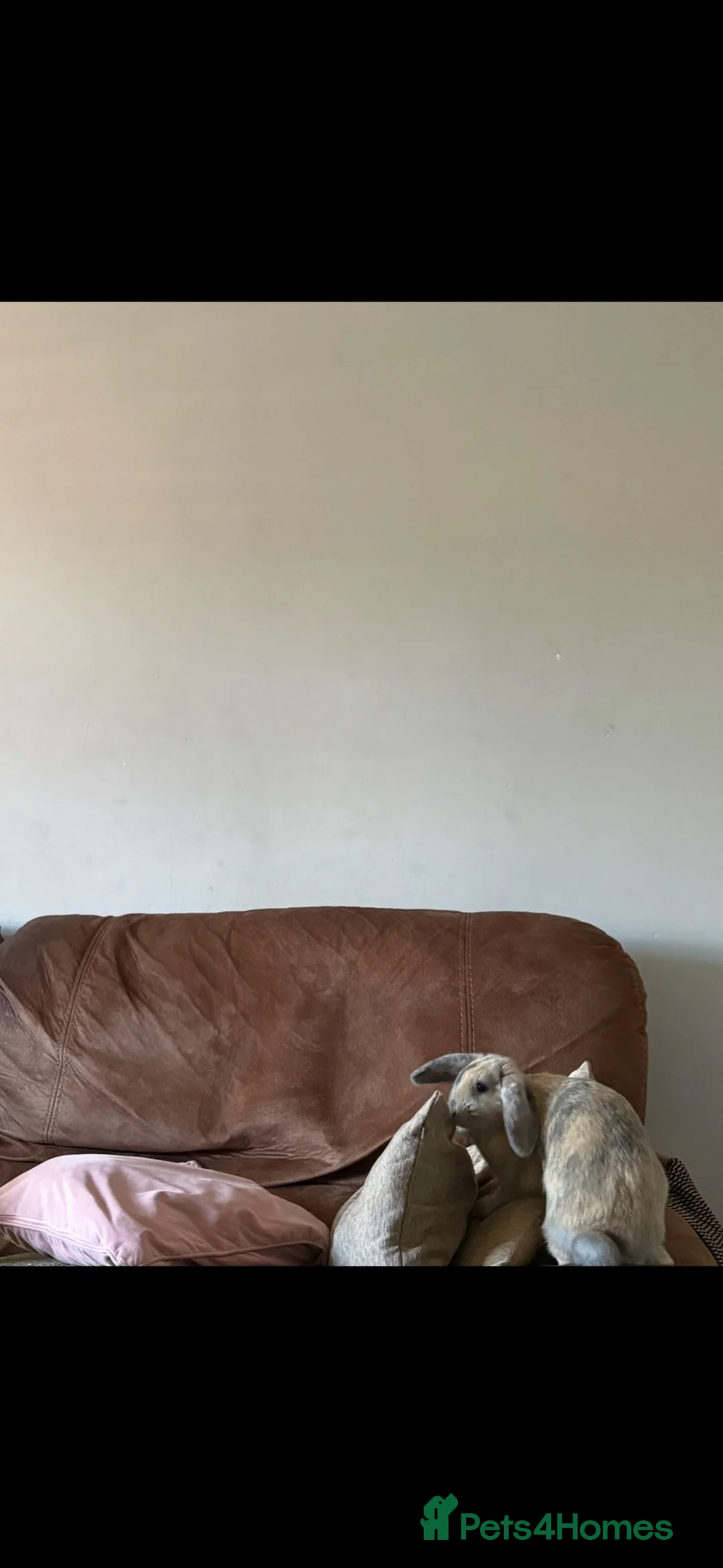 Mini Lop rabbits for sale: 2 beautiful mini lop female rabbits in Mansfield - Advert 2
