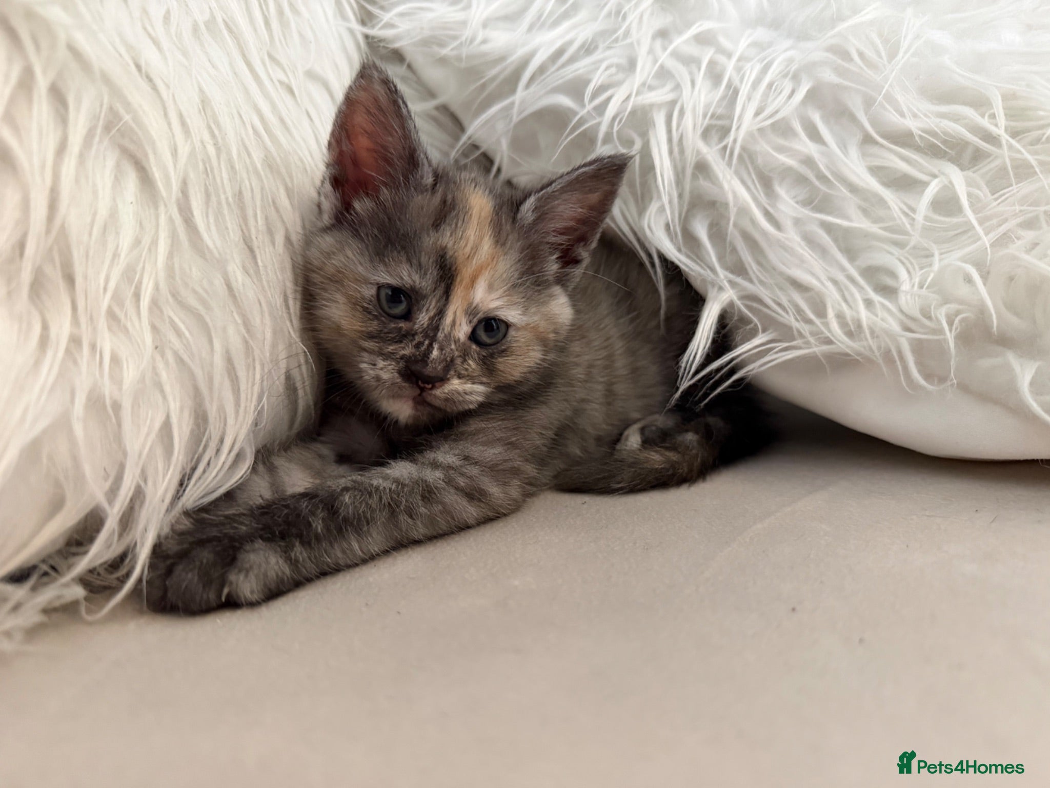 Mixed Breed cats Female kitten- Ready in July 🤍 - Advert 1