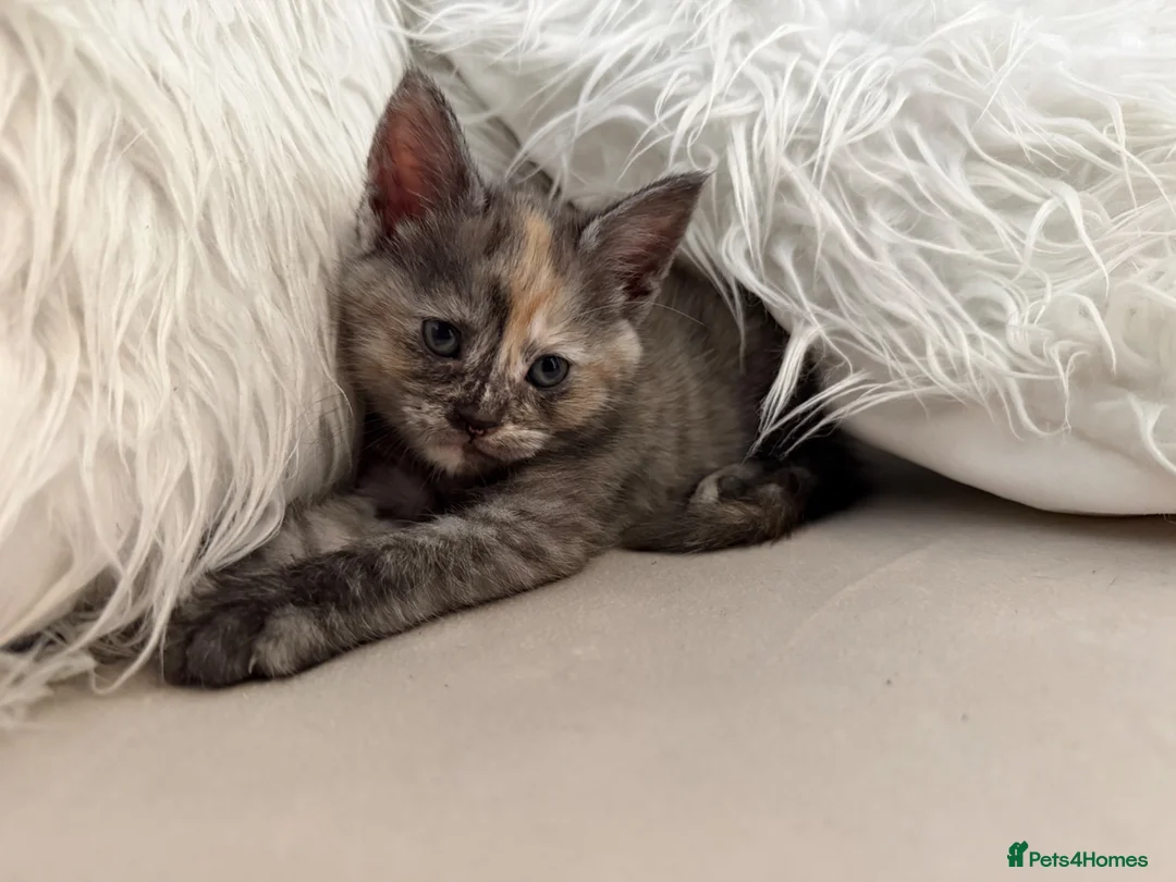 Mixed Breed cats for sale: Female kitten- Ready in July 🤍 - Advert 1