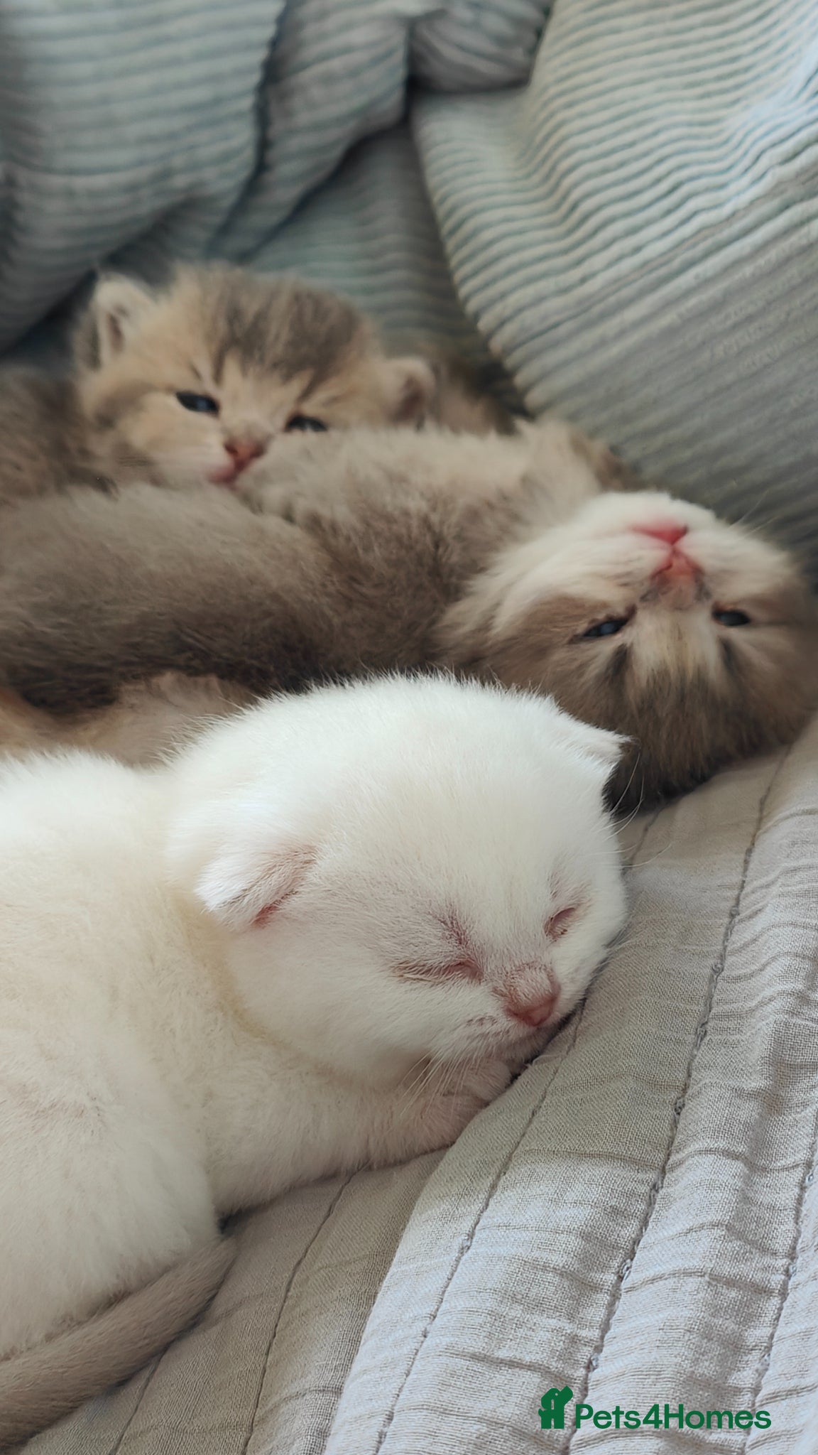 Scottish Fold cats Scottish fold - Advert 2