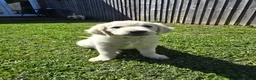 Golden Retriever dogs for sale: all puppies have now been reserved - Advert 7