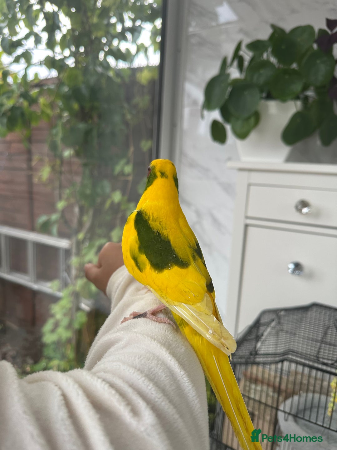 Parakeets birds for sale: 2 beautiful male and female kakarikis  - Image 3