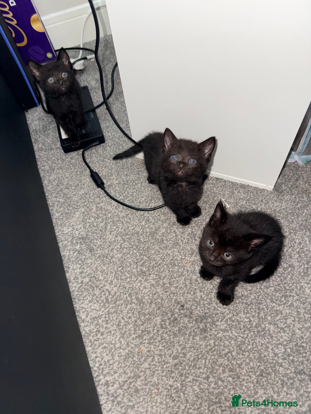 Mixed Breed cats for sale: 4 gorgeous black striped kittens - Image 5