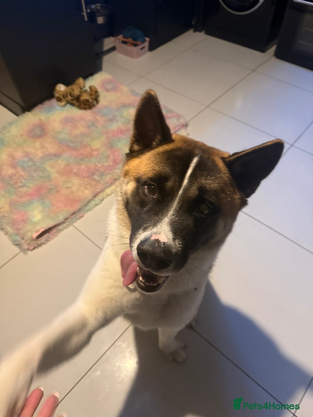 Akita dogs for sale: Akita - Image 3