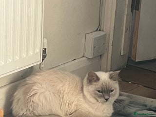 Ragdoll cats Adult cherubim mink ragdoll - Advert 18