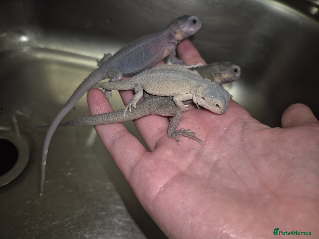 Bearded Dragon reptiles for sale: Baby bearded  dragons  - Image 30