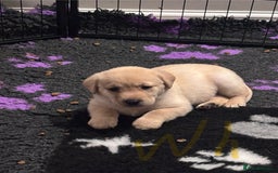 Labrador Retriever dogs for sale: Labrador puppies - Advert 8