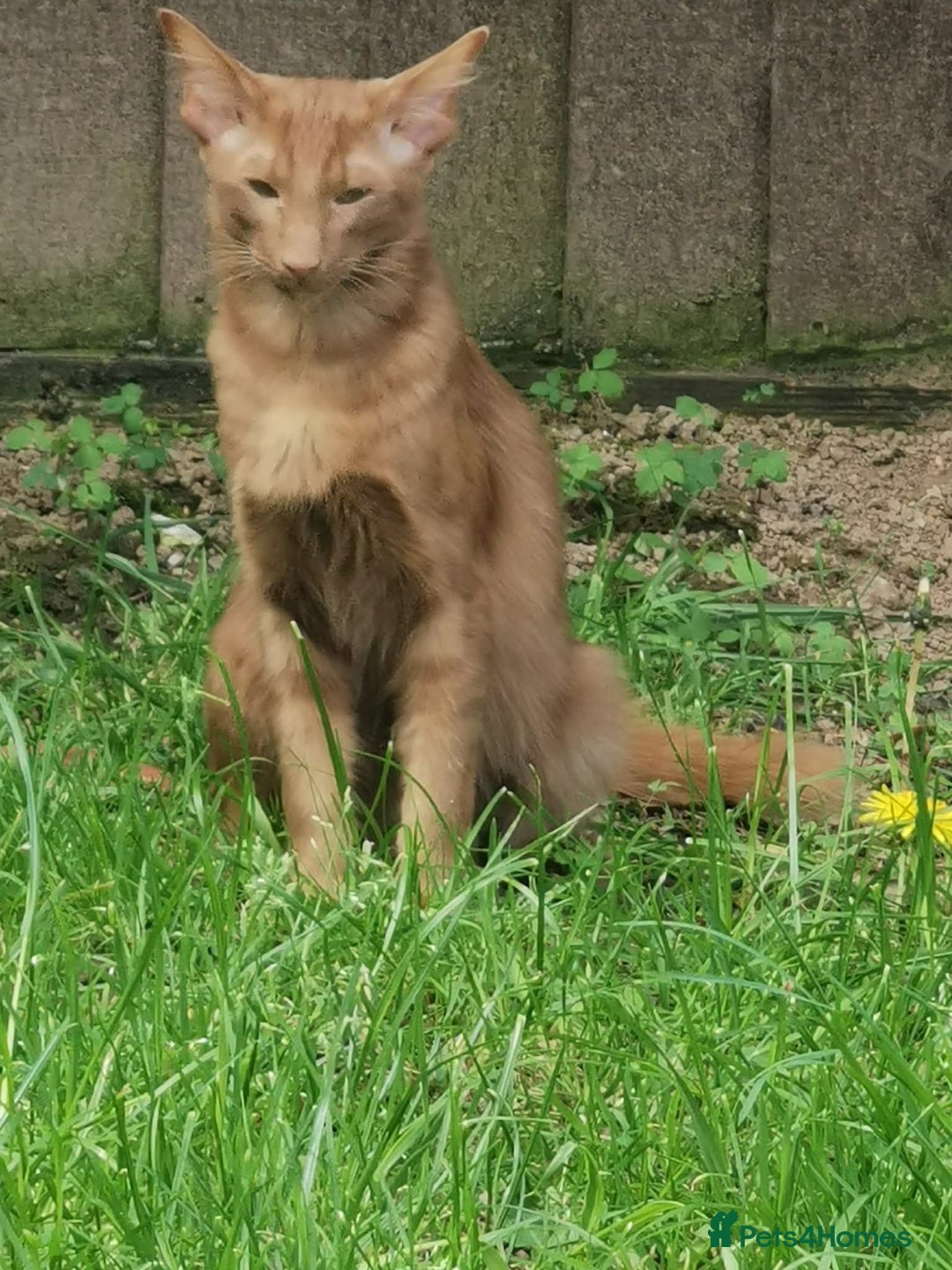 Balinese cats for sale: Stunning neutered Cinnamon boy - Advert 6