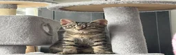 Domestic Shorthair cats for sale: grey and ginger tabby kittens in London - Advert 7