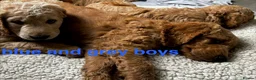 Double Doodle dogs for sale: READY FOR THEIR FOREVER HOMES double/goldendoodles - Advert 3