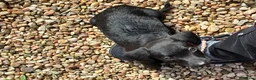 Miniature Dachshund dogs for sale: Baby dachshund needs rehomed - Advert 1