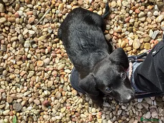 Miniature Dachshund dogs Baby dachshund needs rehomed - Advert 1