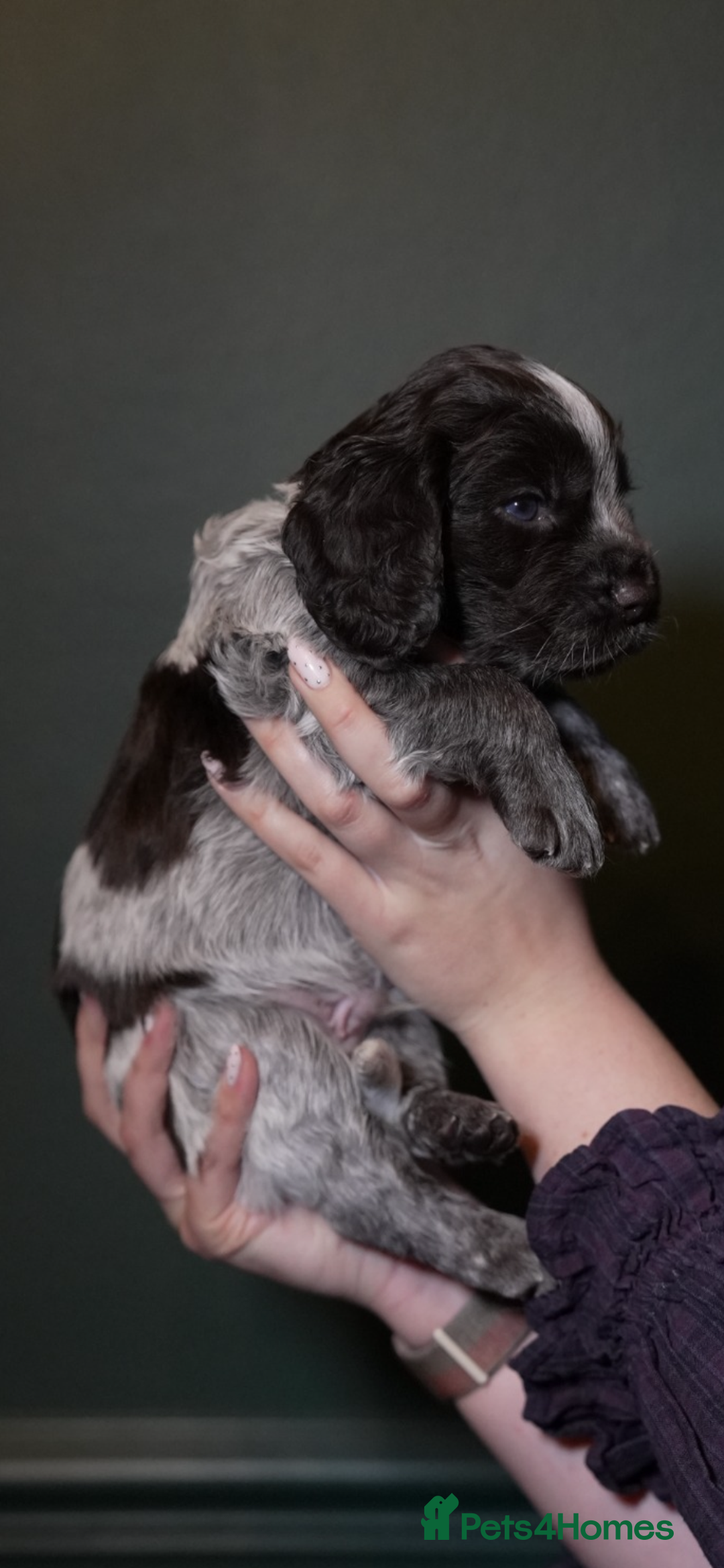 Cocker Spaniel dogs for sale: KC Registered Working Cocker Spaniel Puppies  - Advert 20