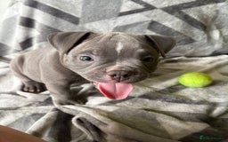 American Bully dogs for sale: American Micro Bully. Ready to go.  - Image 2