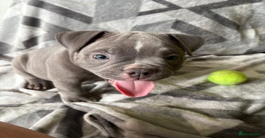 American Bully dogs - Advert 15