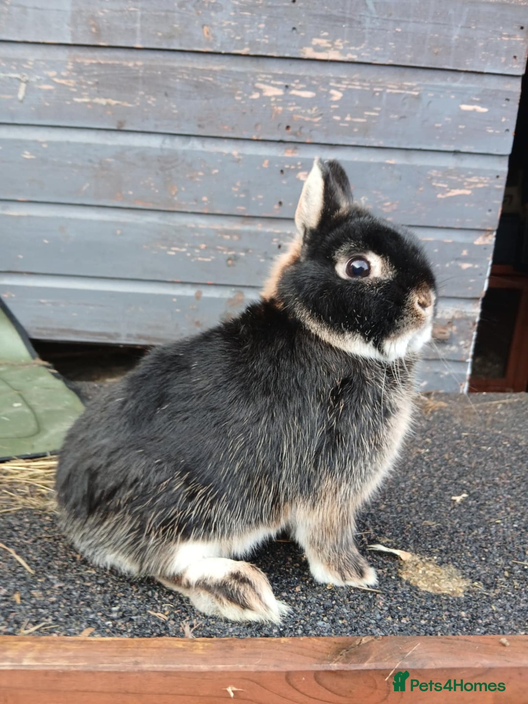 Netherland Dwarf rabbits for sale: Netherland dwarf rabbits  - Advert 4