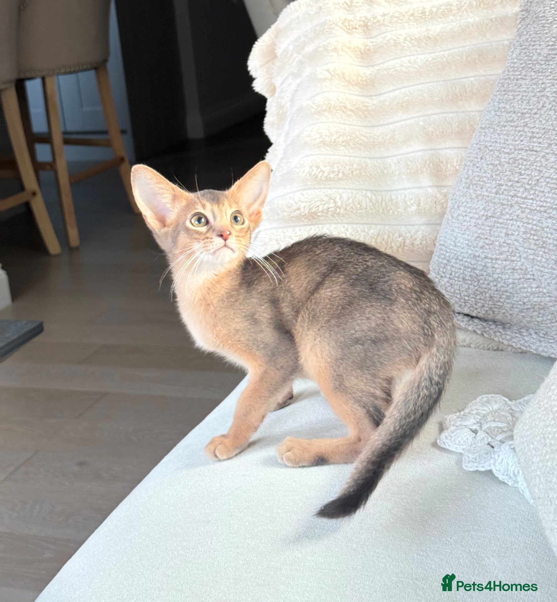 Abyssinian cats     Gorgeous kittens from champion parents 😽 - Advert 1