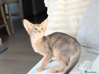 Abyssinian cats Gorgeous kittens from champion parents 😽 - Advert 1