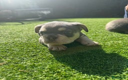 French Bulldog dogs for sale: Blue/fawn french bulldog boys with blue eyes 🐾💙 - Image 5