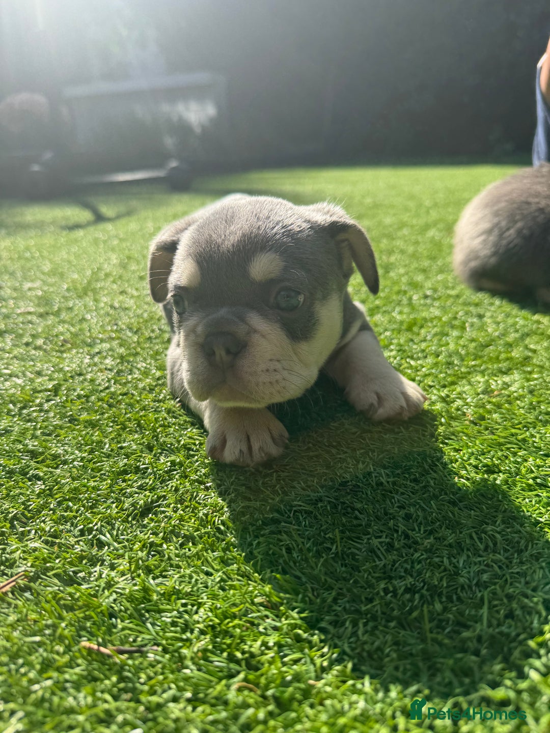 French Bulldog dogs for sale: Blue/fawn french bulldog boys with blue eyes 🐾💙 - Image 5