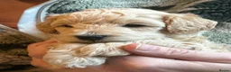 Maltipoo dogs for sale: Fully health tested confident happy maltipoo pups - Advert 18