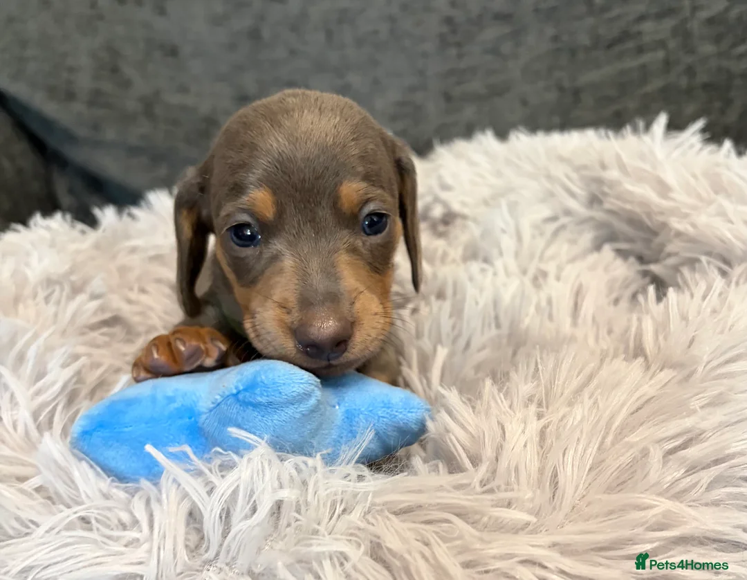 Miniature Dachshund dogs for sale: KC registered miniature dachshund pups smooth coat - Advert 12