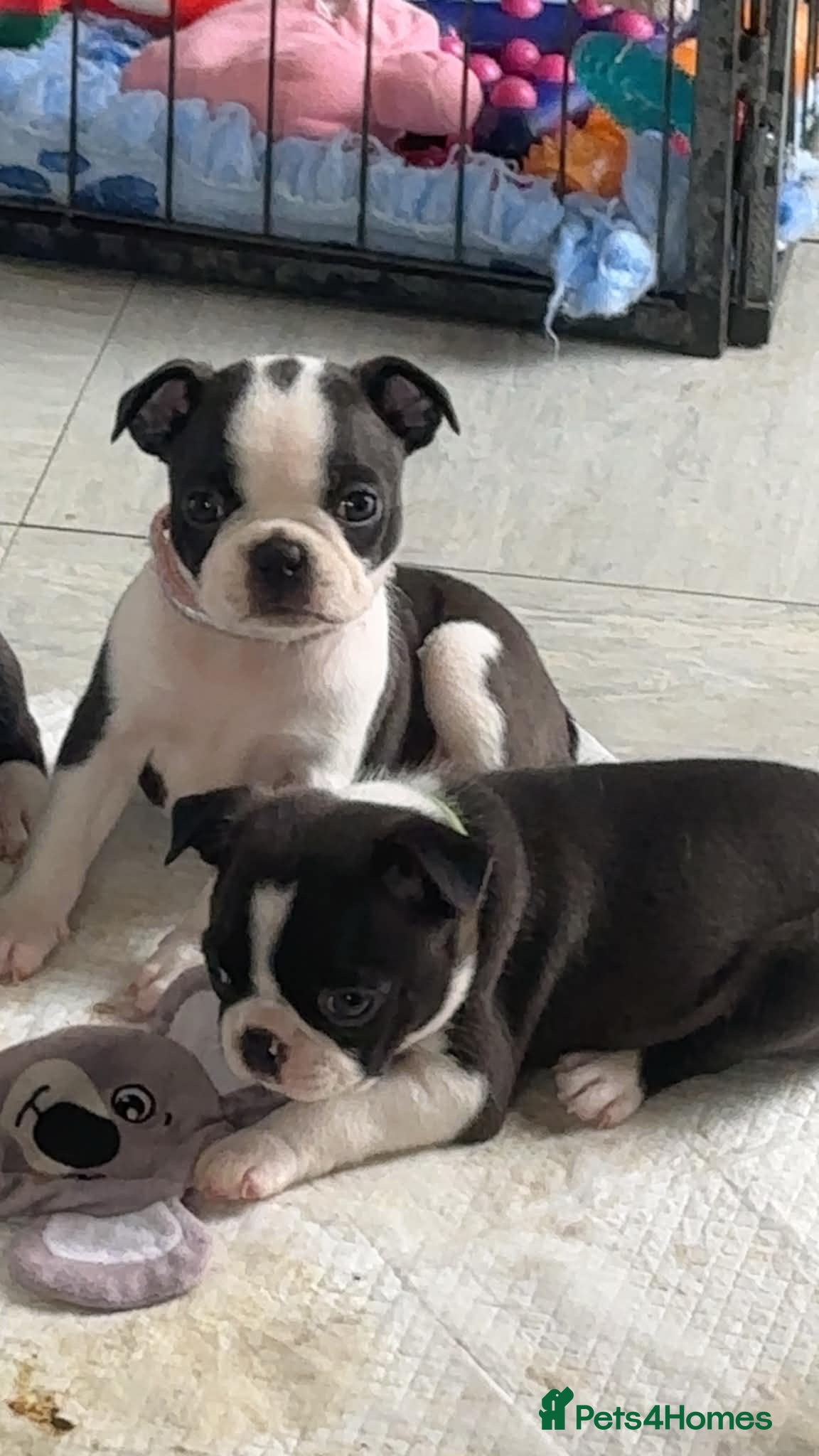 Boston Terrier dogs 5 BEAUTIFUL BOSTON TERRIER PUPPIES(2 AVAILABLE) - Advert 5