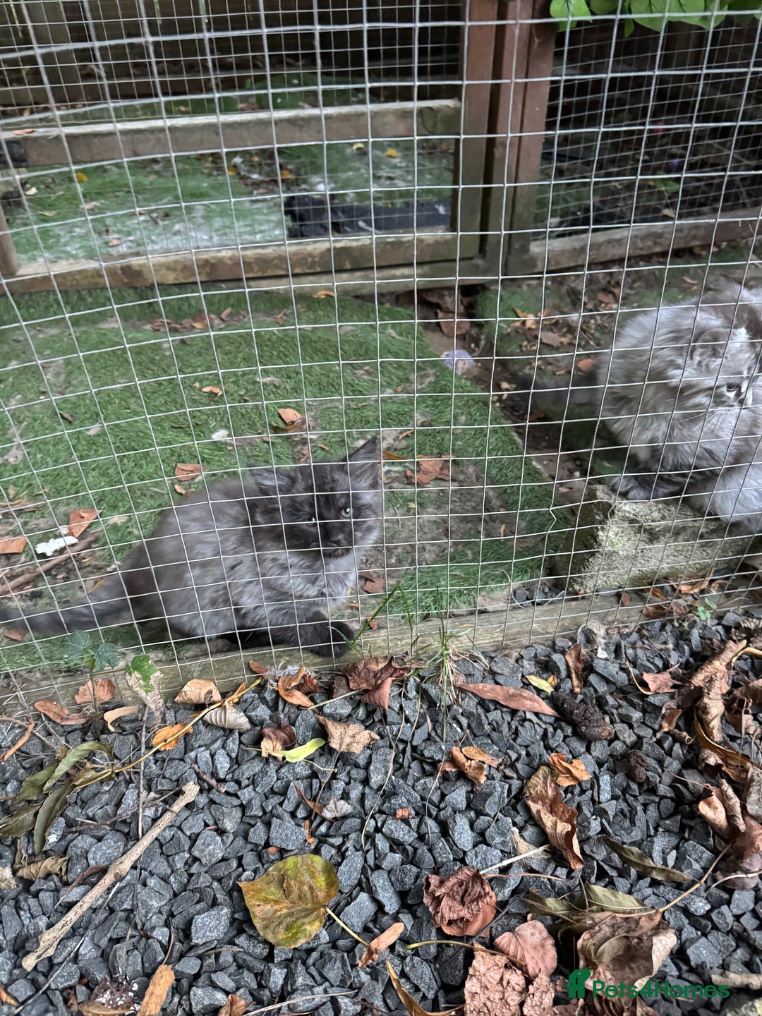 Maine Coon cats for sale: Gorgeous Maine Coon Boys GCCF reg  - Image 7