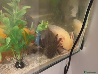 Axolotl reptiles Axolotl eggs - Advert 1