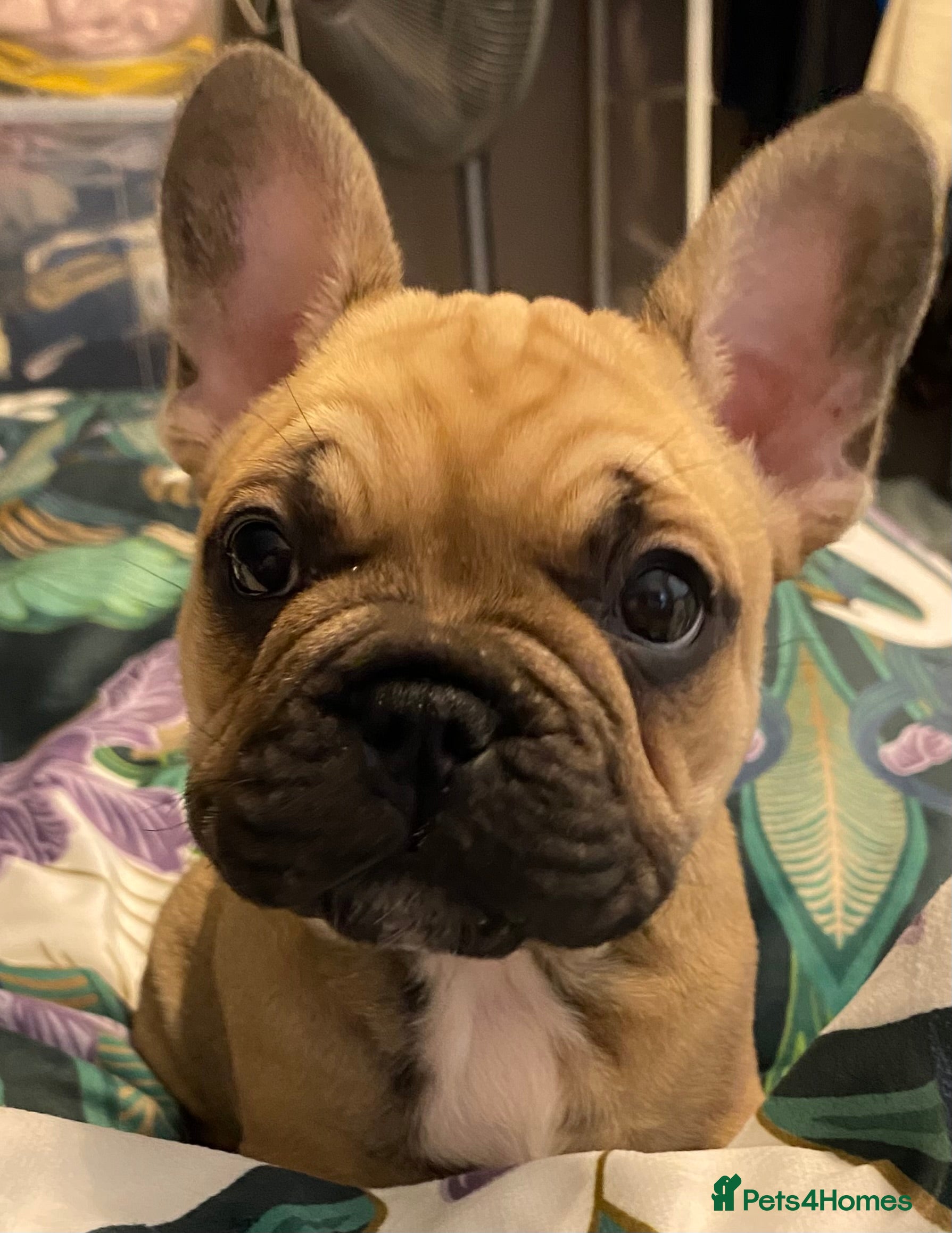 French Bulldog dogs KC Registered French Bulldogs Blue/Brindle/Fawn - Advert 13