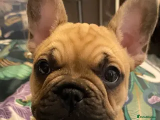 French Bulldog dogs KC Registered French Bulldogs Blue/Brindle/Fawn - Advert 1