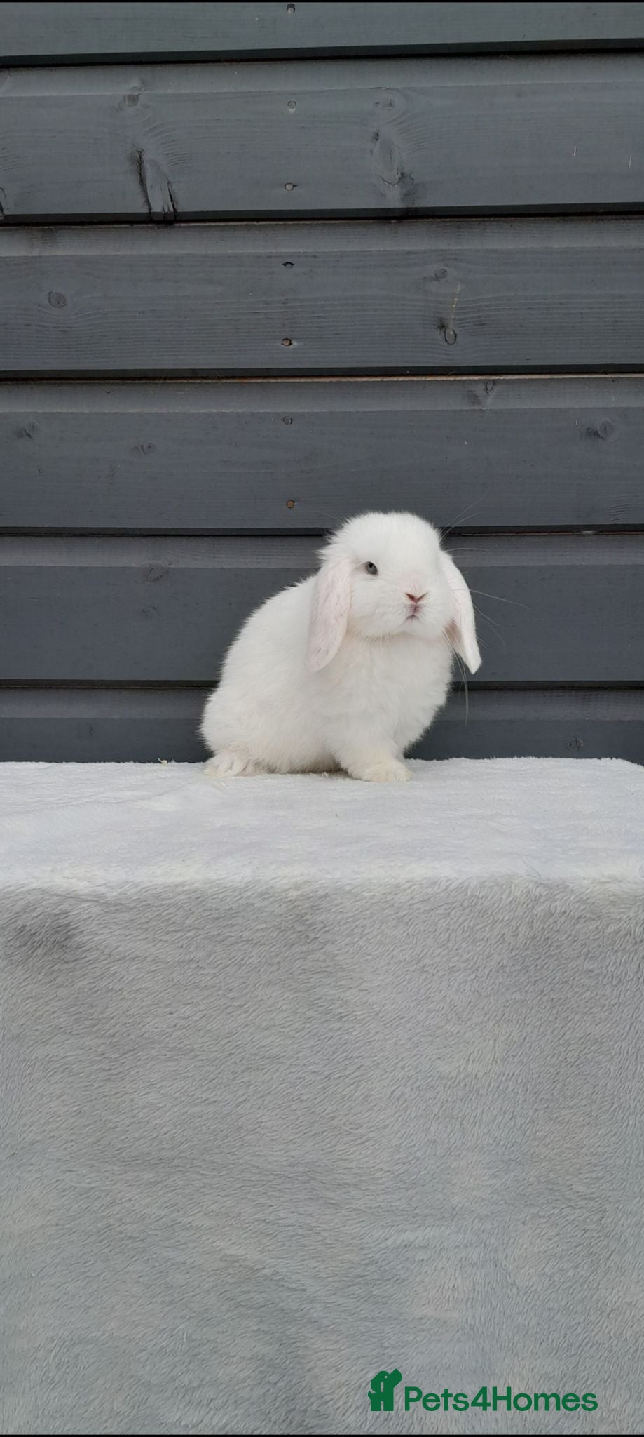 Mini Lop rabbits Mini lop doe. LAST ONE. Reduced to sell  - Advert 2