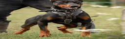 Mixed Breed dogs for sale: F1b Dobermann hybrid  - Advert 11