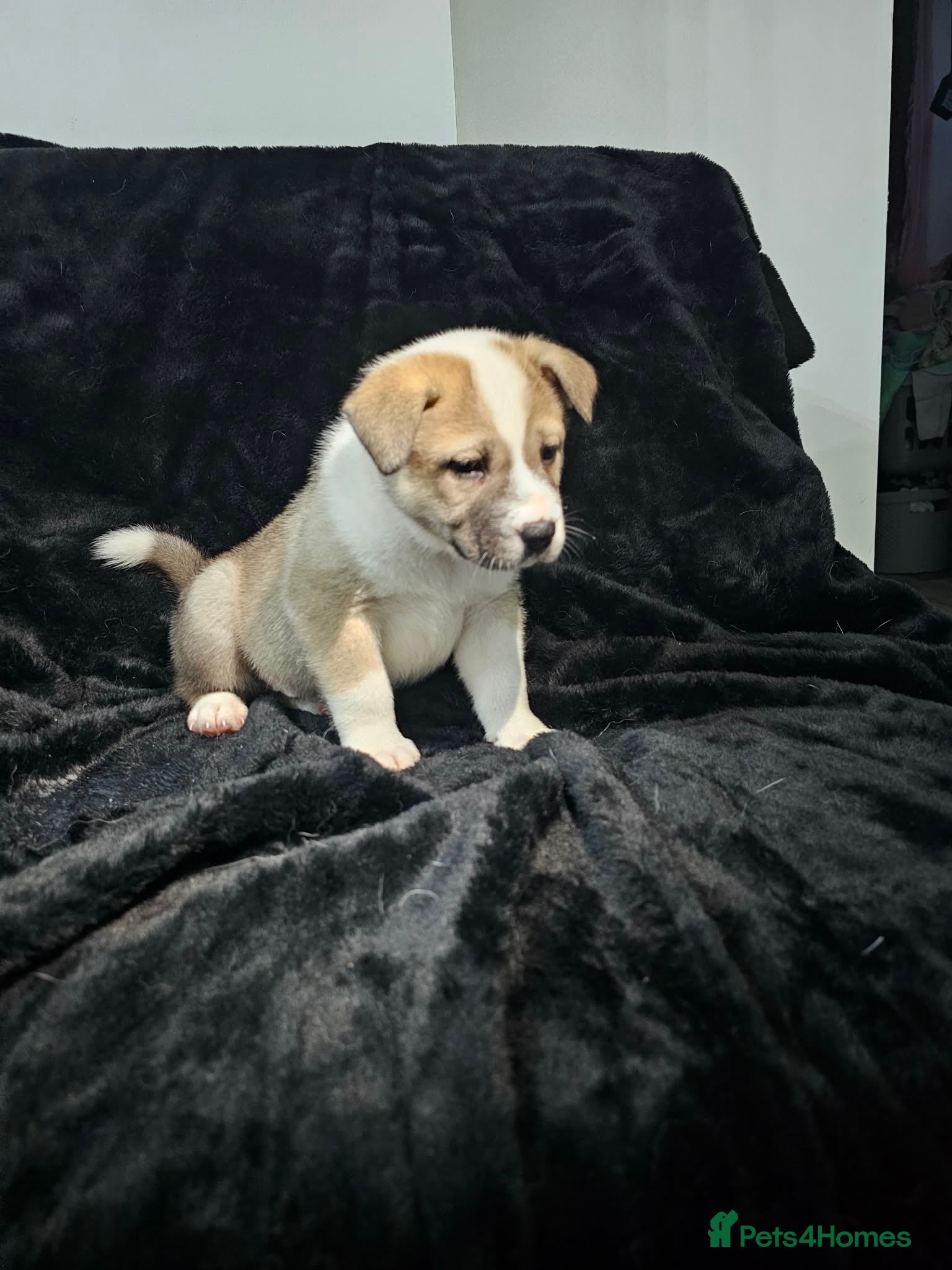 Mixed Breed dogs Mother is akita x staff father is full Akita - Advert 14