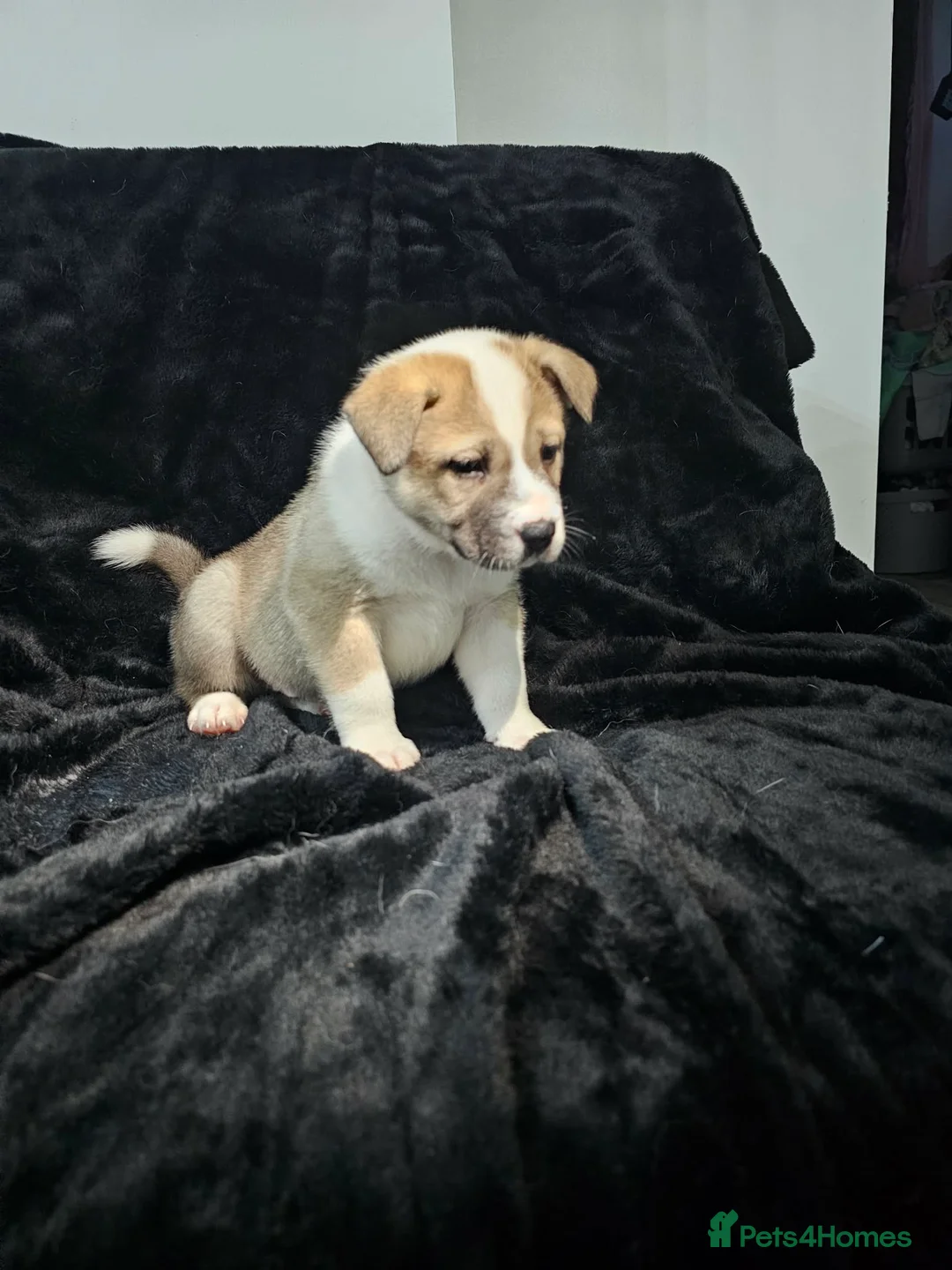Mixed Breed dogs for sale: Mother is akita x staff father is full Akita - Advert 1
