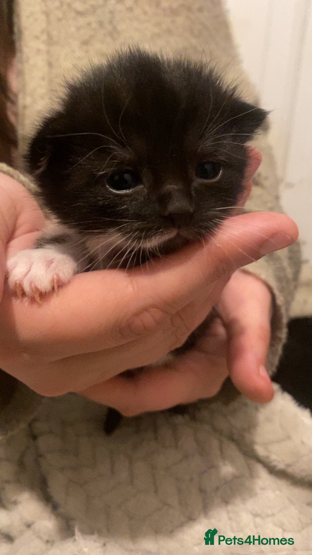 Mixed Breed cats for sale: Ragdoll/Mixed Breed Kittens for Sale - Image 12