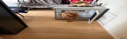 Cockapoo dogs for sale: Cockapoo puppy - Advert 6
