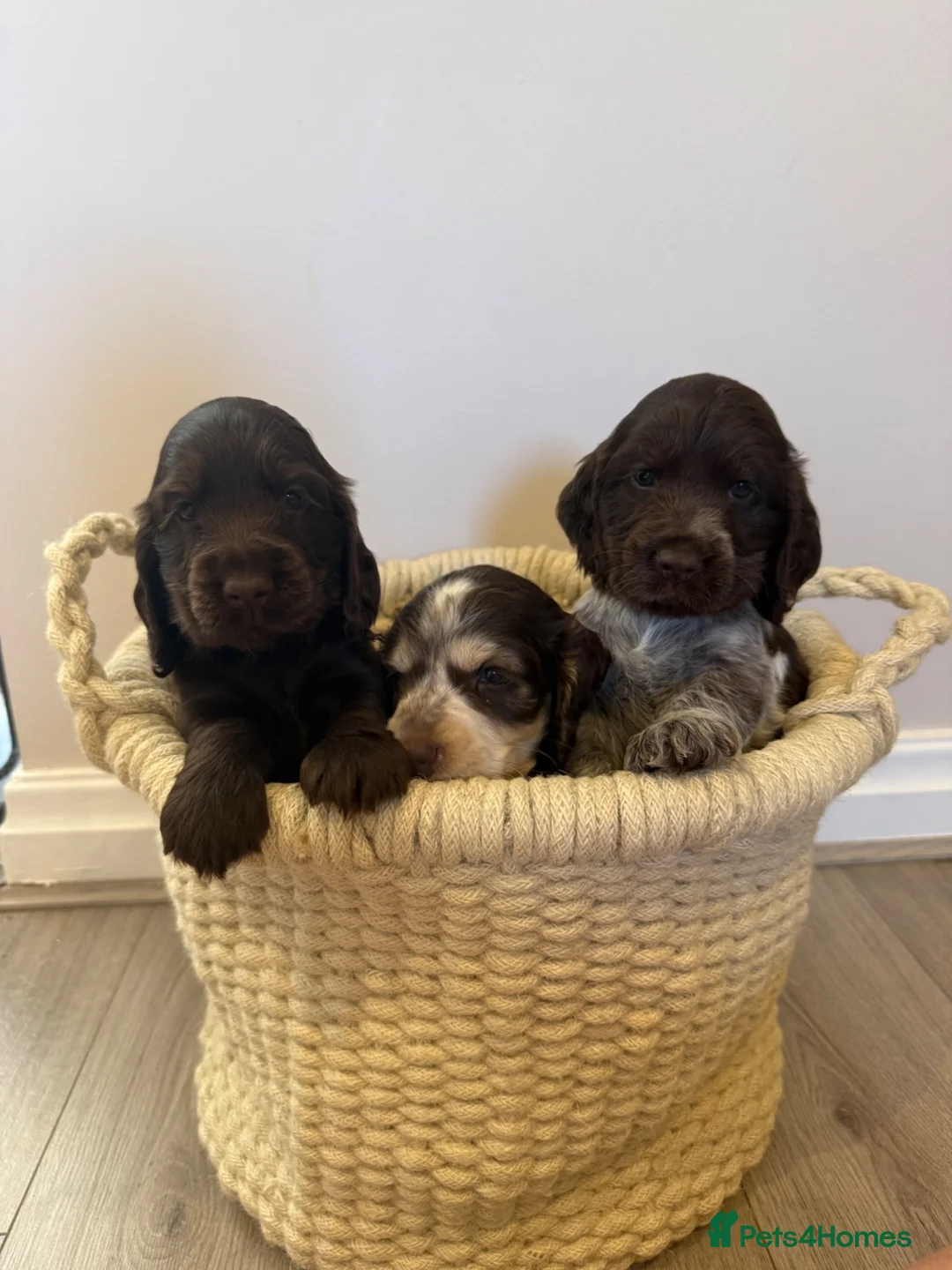 Cocker Spaniel dogs for sale: Beautiful litter of Show cocker spaniels - Advert 15