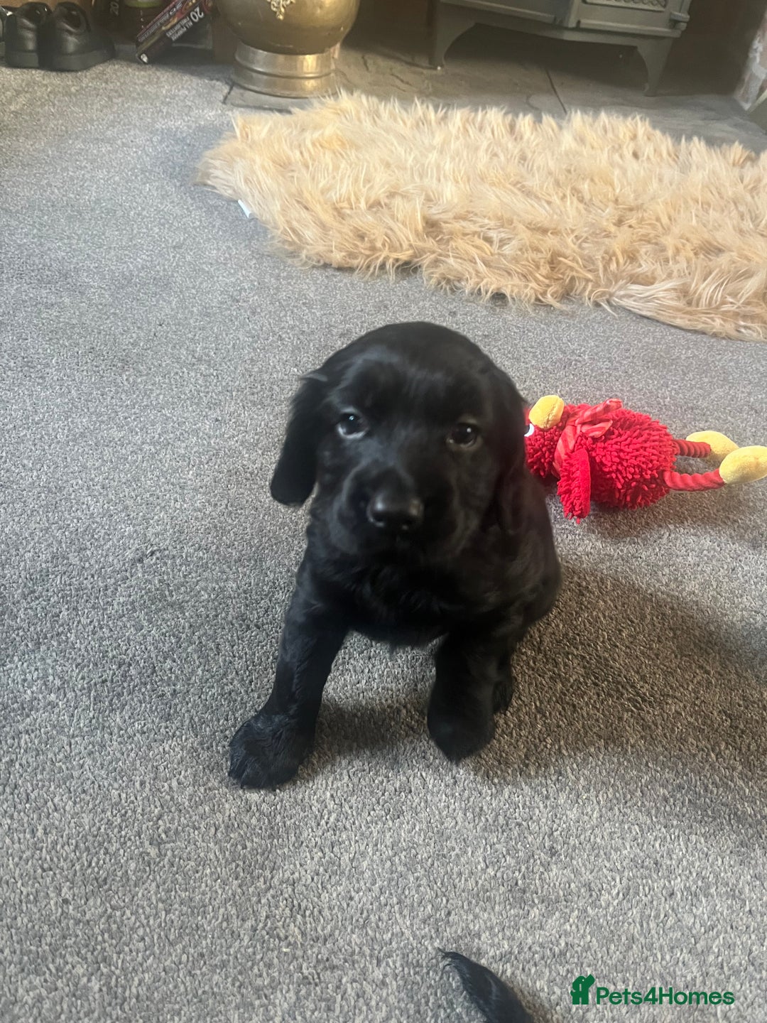 Cocker Spaniel dogs for sale: Cocker spaniel puppies - Advert 7